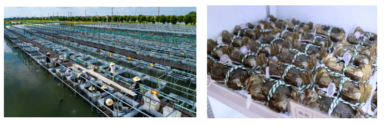 科技賦能螃蟹產(chǎn)業(yè)，轉(zhuǎn)盤式分選機(jī)引領(lǐng)新潮流！